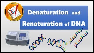 Denaturation and Renaturation of DNA [upl. by Niamor244]