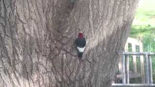 Red Headed Woodpecker in Kansas Spring 2011 [upl. by Wright722]