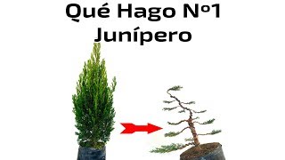 Del Vivero a Bonsai  Junípero  Qué Hago Nº1 [upl. by Scarlett636]