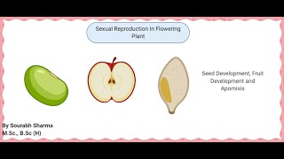 Development OF Seed Fruit Apomixis and polyembryony last lecture [upl. by Duane964]