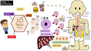 Virus hepatitis A VHA [upl. by Ahsiram156]