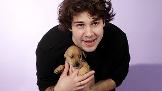 David Dobrik Plays With Puppies While Answering Fan Questions [upl. by Anaira]