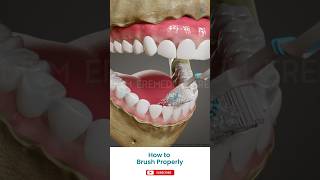 The Right Way To Brush Your Teeth ↪ 3D Medical Animation Shorts Teeth [upl. by Hen]