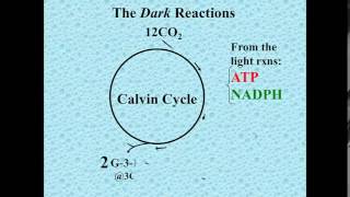 Dark reactions photosynthesis [upl. by Tobye]