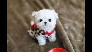 MUST WATCH LOOK HOW CUTE THIS MALTESE IS Teacup Puppy [upl. by Celestina]