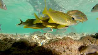 Snorkeling Jibacoa Cuba Feb 2019  1440p 60fps [upl. by Ahsenak]