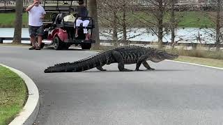 Enormous Alligator Strolls Across Road in Florida Retirement Community [upl. by Amalbergas]