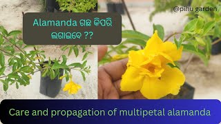 Multipetal alamanda plant care and propagation l Alamanda ଗଛ କିପରି ଲଗାଇବେ garden plants [upl. by Iam]