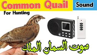 Common Quail Sound Quail Bird Call Voice Of Quail Bird birdvoices quailsound birdsong [upl. by Lohrman508]