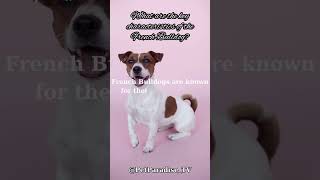 What are the key characteristics of the French Bulldog [upl. by Ainotal]