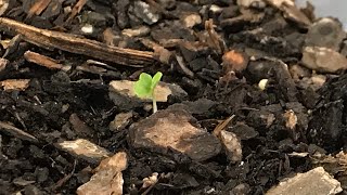 Lagerstroemia Indica x Fauriel  Natchez Crape Myrtle  Tree Seed Sprouted [upl. by Mosi862]