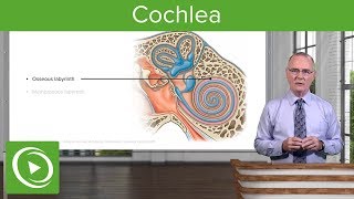 Cochlea – Anatomy of the Auditory System and Vestibular System  Lecturio [upl. by Bloem370]