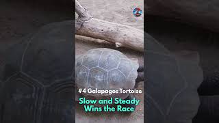 This Tortoise Has Seen Centuries A Galapagos Giant [upl. by Yeoz]