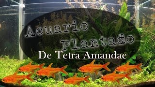 Acuario Plantado con Tetra amandae  ambar [upl. by Luapnaes]