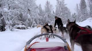 Achter de hondenslee in Lapland Finland januari 2012 [upl. by Guinn]