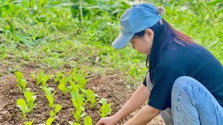 Reclaiming land to grow vegetables and living in poor rural areas [upl. by Nahgam]