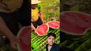 Lalam Lal tarbuj Indian🍉🍉🍉🍉🍉🍉shortvideo trending youtube shortvideo [upl. by Anuaf385]