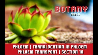 Transport In Plants  Phloem  Translocation in Phloem  Phloem Transport  Section 10 [upl. by Forta]