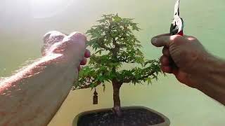 2 minute bonsai maples 22 [upl. by Mercorr]