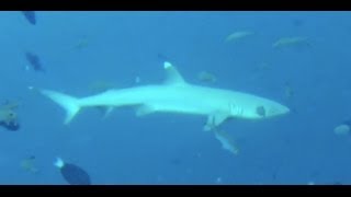 White tip reef sharks  Maldives [upl. by Leahcimrej]