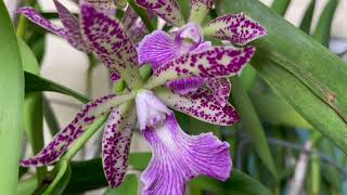 Rhy Spotted Charm Renanthera Monachica Prosthechea Cochleata [upl. by Esteban]