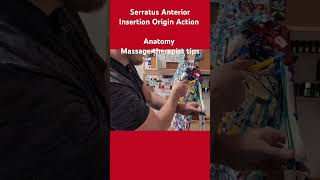 Serratus Anterior muscle origin insertion action Anatomy MassageTherapy serratusanteriorquot [upl. by Hanzelin]