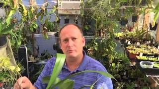 ORCHID CARE THE SPIDER ORCHID IN FULL BLOOM BRASSIA DATACOSA CARE TIPS [upl. by Ez]