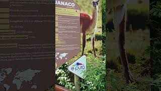 Guanaco XD [upl. by Gnilsia]