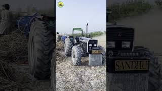 MF 385 4x4 Black Pearl tractor farming automobile [upl. by Guthry]