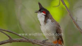 Redwhiskered Bulbul sings in its melodious threenote call [upl. by Anitrak]