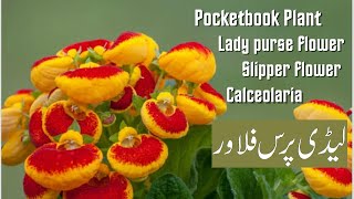 How to grow and care ladys purse plant  Pocketbook plant  slipper flower  Brilliant House Plant [upl. by Isleana]