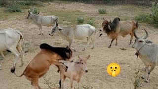 Cow vs Bull First Time crossing in new Farm 2024 [upl. by Ialohcin]