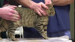 veterinary abdominal palpation cats [upl. by Dean908]