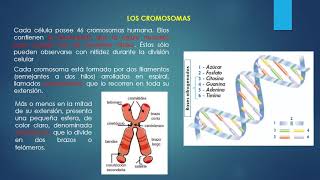 ANATOMÍA I CLASE 3 Funciones Celulares y Tisulares Reproducción celular y conceptos [upl. by Amedeo504]