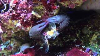 Crabe filtreur recifal petrolisthes lamarckii [upl. by Naic]