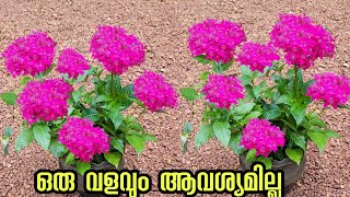 കുഴച്ച മണ്ണിൽ ഒടിച്ചു കുത്തുkerala garden ideas for home Malayalam  pentas lanceolata plant [upl. by Raila]