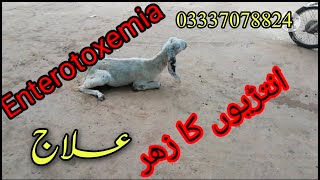 Enterotoxemia Antrion ka zehr byDrMobeen Vet Lectures03337078824 [upl. by Thedric380]