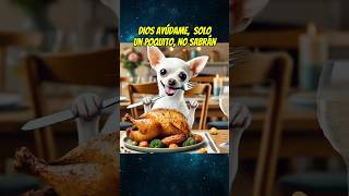 El perrito hambriento 🥘 shortsviral perros mismascotas mascotas chihuahua babypet perros [upl. by Novyar765]