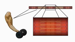 85 Lesson 2 Muscle Contraction [upl. by Aihpos]