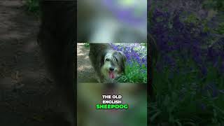 Bearded Collie vs Old English Sheepdog  Can You Spot the Difference [upl. by Jesus]