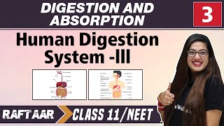 Digestion and Absorption 03  Human Digestion system  III  Class 11NEET [upl. by Andrei29]