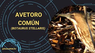 AVETORO COMÚN Botaurus stellaris [upl. by Laved278]