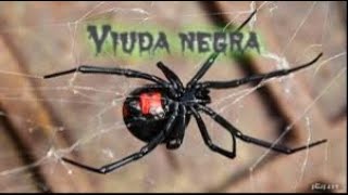 Viuda negra [upl. by Haimrej486]