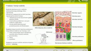 Biologia Skóra Wiedza [upl. by Granger]