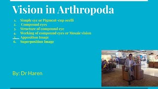 Vision in Arthropoda [upl. by Harbird]