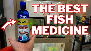 API Melafix Review  The Best Medicine For Your Fish [upl. by Nuajed920]