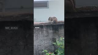 Squirrel🐿️Cute eating🤩shorts animallover animalshorts [upl. by Tuppeny]