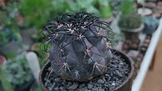 꽃분이네 선인장이야기 Copiapoa cinerea 흑왕환 [upl. by Opal]