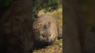 Lasiorhinus latifrons krefftii island wombat Tasmanian wombat [upl. by Herzel]