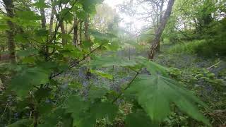 Bluebell Drift video 1  Reigate [upl. by Ingamar]